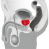 You2Toys - Prostaatmassager - roterende prostaat vibrator (zwart)